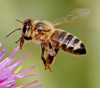 Bees Bees