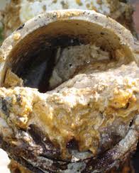 pipe filled with grease pipe filled with grease