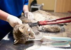 Snare being removed from the bobcat's neck (photo from Wildwood) Snare being removed from the bobcat's neck (photo from Wildwood)