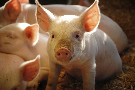 piglets piglets