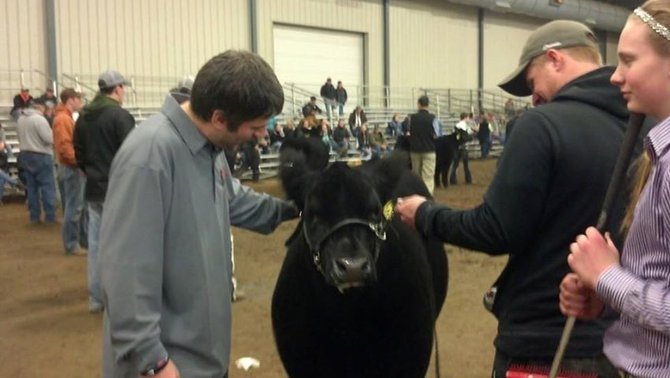 Robbie making friends with a cow