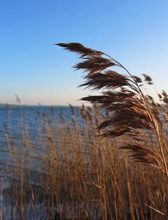 Phragmites (Photo from: Darkone/Creative Commons). Phragmites (Photo from: Darkone/Creative Commons).