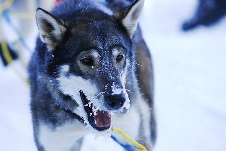 Beargrease sled dog (photo from beargrease.com) Beargrease sled dog (photo from beargrease.com)