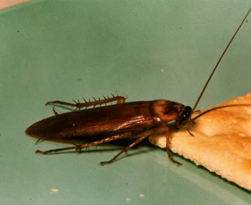 Roach Roach