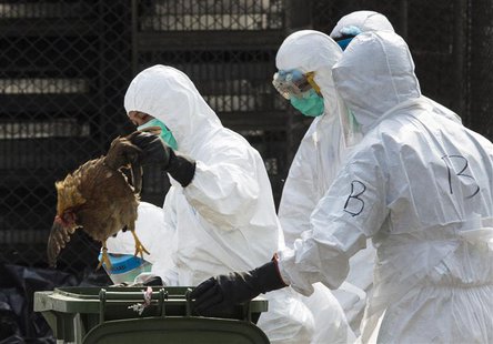 A health worker removes a dead chicken at a wholesale poultry market in Hong Kong January 28, 2014. REUTERS/Tyrone Siu A health worker removes a dead chicken at a wholesale poultry market in Hong Kong January 28, 2014. REUTERS/Tyrone Siu