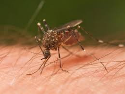 mosquito mosquito