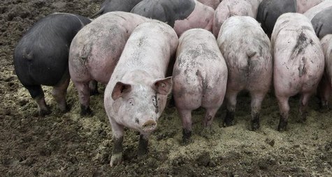 Pigs are pictured at an ecological pig farm in Germering west of Munich, southern Germany, January 12, 2011. REUTERS/Michaela Rehle Pigs are pictured at an ecological pig farm in Germering west of Munich, southern Germany, January 12, 2011. REUTERS/Michaela Rehle