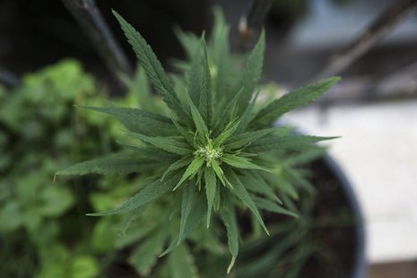 A home-grown marijuana plant is seen at an undisclosed location in Israel January 28, 2014. REUTERS/Baz Ratner A home-grown marijuana plant is seen at an undisclosed location in Israel January 28, 2014. REUTERS/Baz Ratner