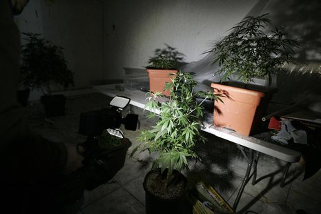 Marijuana plants are seen in a room of a house in Zapopan, neighbouring Guadalajara, January 22, 2014. REUTERS/Alejandro Acosta Marijuana plants are seen in a room of a house in Zapopan, neighbouring Guadalajara, January 22, 2014. REUTERS/Alejandro Acosta