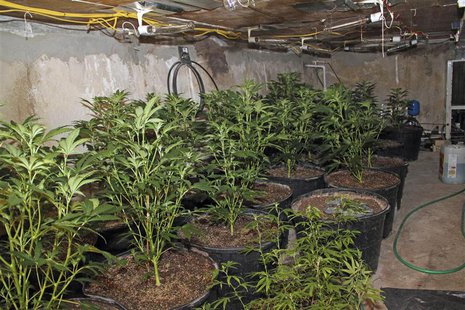 An indoor marijuana farm, also known as a "grow house", is seen in an empty swimming pool, concealed by a thick slab of concrete, in this un An indoor marijuana farm, also known as a "grow house", is seen in an empty swimming pool, concealed by a thick slab of concrete, in this un