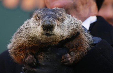 Famed weather prognosticating groundhog Punxsutawney Phil has only one eye open as he prepares to make his annual prediction on Gobbler's Kn Famed weather prognosticating groundhog Punxsutawney Phil has only one eye open as he prepares to make his annual prediction on Gobbler's Kn