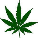 marijuana marijuana