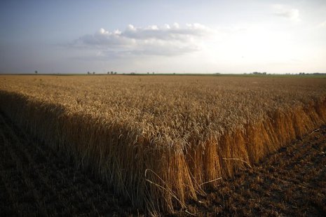 Stalks of soft red winter wheat are seen on a farm in Dixon, Illinois, July 16, 2013. REUTERS/Jim Young Stalks of soft red winter wheat are seen on a farm in Dixon, Illinois, July 16, 2013. REUTERS/Jim Young