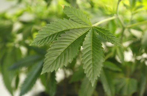 A thriving marijuana plant is seen at a grow operation in Denver, Colorado December 31, 2013. REUTERS/Rick Wilking A thriving marijuana plant is seen at a grow operation in Denver, Colorado December 31, 2013. REUTERS/Rick Wilking