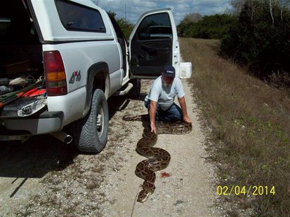 A near record-breaking Burmese Python measuring more than 18-feet long (5.5 meters) is shown in this January 4, 2014 handout photo provided A near record-breaking Burmese Python measuring more than 18-feet long (5.5 meters) is shown in this January 4, 2014 handout photo provided
