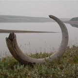 A Mammoth tusk extracted from ice complex deposits along the Logata River in Taimyr, Russia, is shown in this undated handout photo provided A Mammoth tusk extracted from ice complex deposits along the Logata River in Taimyr, Russia, is shown in this undated handout photo provided