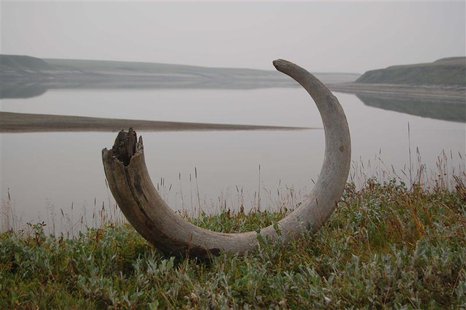 A Mammoth tusk extracted from ice complex deposits along the Logata River in Taimyr, Russia, is shown in this undated handout photo provided A Mammoth tusk extracted from ice complex deposits along the Logata River in Taimyr, Russia, is shown in this undated handout photo provided