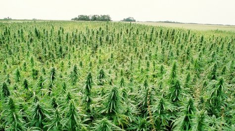 Hemp field Hemp field