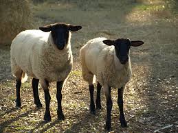 sheep sheep