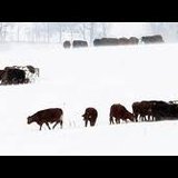 South Dakota cattle South Dakota cattle
