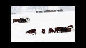 South Dakota cattle South Dakota cattle