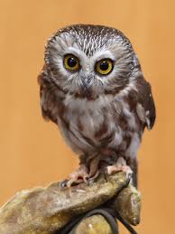 Owl
University of Minnesota Raptor Center Owl
University of Minnesota Raptor Center