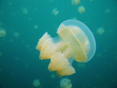 Catostylus species. Stingless jellyfish from Palau. (Photo from: Lee R. Berger/Creative Commons) Catostylus species. Stingless jellyfish from Palau. (Photo from: Lee R. Berger/Creative Commons)