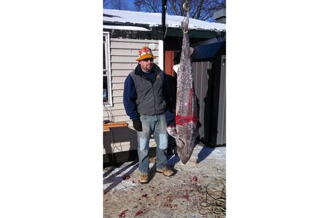 A 155 pound, 76.4" long sturgeon. (Photo from: Wisconsin DNR) A 155 pound, 76.4" long sturgeon. (Photo from: Wisconsin DNR)