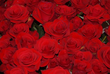 Red roses. Red roses.
