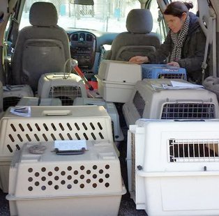 Workers load animals into carriers after a fire at the Adams County Humane Society Workers load animals into carriers after a fire at the Adams County Humane Society