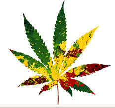 marijuana marijuana