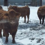 USDA announced that producers will be able to sign up for up for livestock disaster assistance programs in 60 days. (USDA.gov) USDA announced that producers will be able to sign up for up for livestock disaster assistance programs in 60 days. (USDA.gov)
