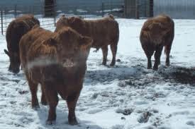 USDA announced that producers will be able to sign up for up for livestock disaster assistance programs in 60 days. (USDA.gov) USDA announced that producers will be able to sign up for up for livestock disaster assistance programs in 60 days. (USDA.gov)