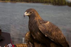 Golden Eagle Golden Eagle