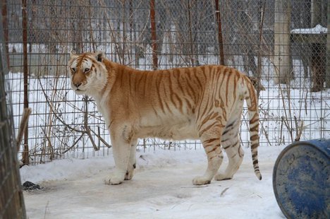 One of the many big cats at Exotic Feline Rescue Center
photo provided by EFRC One of the many big cats at Exotic Feline Rescue Center
photo provided by EFRC