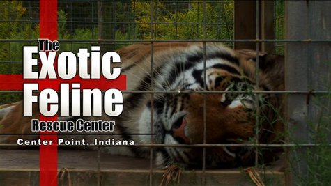 Exotic Feline Rescue Center Exotic Feline Rescue Center