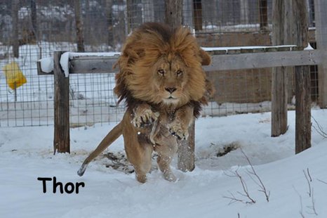 Thor at Exotic Feline Rescue Center
photo provided by EFRC Thor at Exotic Feline Rescue Center
photo provided by EFRC