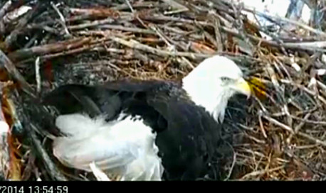 Eagle Cam Eagle Cam