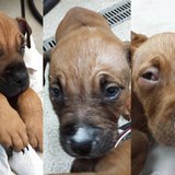 The Fond du Lac Humane Society is caring for these American Staffordshire terriers. (Courtesy: Fond du Lac Humane Society) The Fond du Lac Humane Society is caring for these American Staffordshire terriers. (Courtesy: Fond du Lac Humane Society)