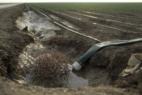 A tumbleweed is seen at an irrigation channel on a farm near Cantua Creek, California February 14, 2014. REUTERS/Robert Galbraith A tumbleweed is seen at an irrigation channel on a farm near Cantua Creek, California February 14, 2014. REUTERS/Robert Galbraith