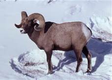 Bighorn sheep Bighorn sheep