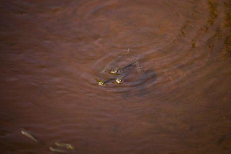 Minnows swim in oily water after oil from the Deepwater Horizon spill seeped into a marsh in Waveland, Mississippi July 8, 2010. REUTERS/Lee Minnows swim in oily water after oil from the Deepwater Horizon spill seeped into a marsh in Waveland, Mississippi July 8, 2010. REUTERS/Lee