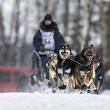 Jessica Hendricks' team races down the trail at the re-start of the Iditarod dog sled race in Willow, Alaska March 3, 2013. REUTERS/Nathanie Jessica Hendricks' team races down the trail at the re-start of the Iditarod dog sled race in Willow, Alaska March 3, 2013. REUTERS/Nathanie
