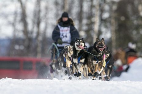 Jessica Hendricks' team races down the trail at the re-start of the Iditarod dog sled race in Willow, Alaska March 3, 2013. REUTERS/Nathanie Jessica Hendricks' team races down the trail at the re-start of the Iditarod dog sled race in Willow, Alaska March 3, 2013. REUTERS/Nathanie
