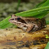 Wood Frog (courtesy of Michigan DNR) Wood Frog (courtesy of Michigan DNR)