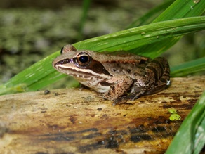 Wood Frog (courtesy of Michigan DNR) Wood Frog (courtesy of Michigan DNR)