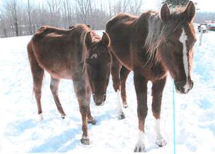 Horses from Warren Road animal cruelty case Horses from Warren Road animal cruelty case