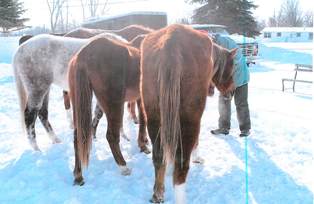 Horses from Warren Road animal cruelty case being attended to by authorities Horses from Warren Road animal cruelty case being attended to by authorities