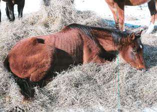 Horse from Warren Road animal cruelty case Horse from Warren Road animal cruelty case