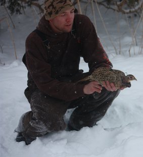 pheasant pheasant
